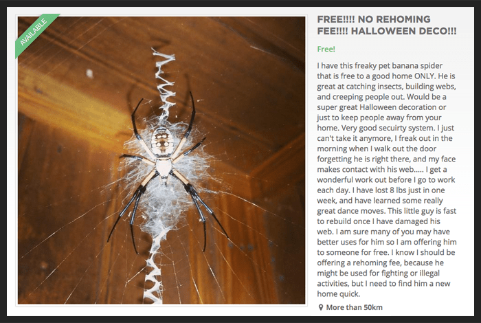 spider for sale-available