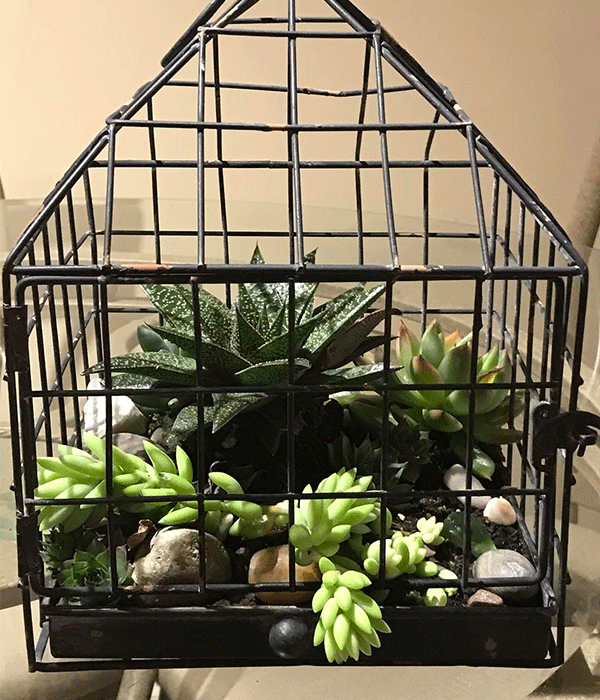 Plants in a cage | VarageSale